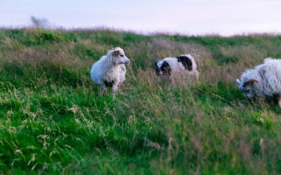 Il Management e lo sheepdog: la sola tecnica non basta