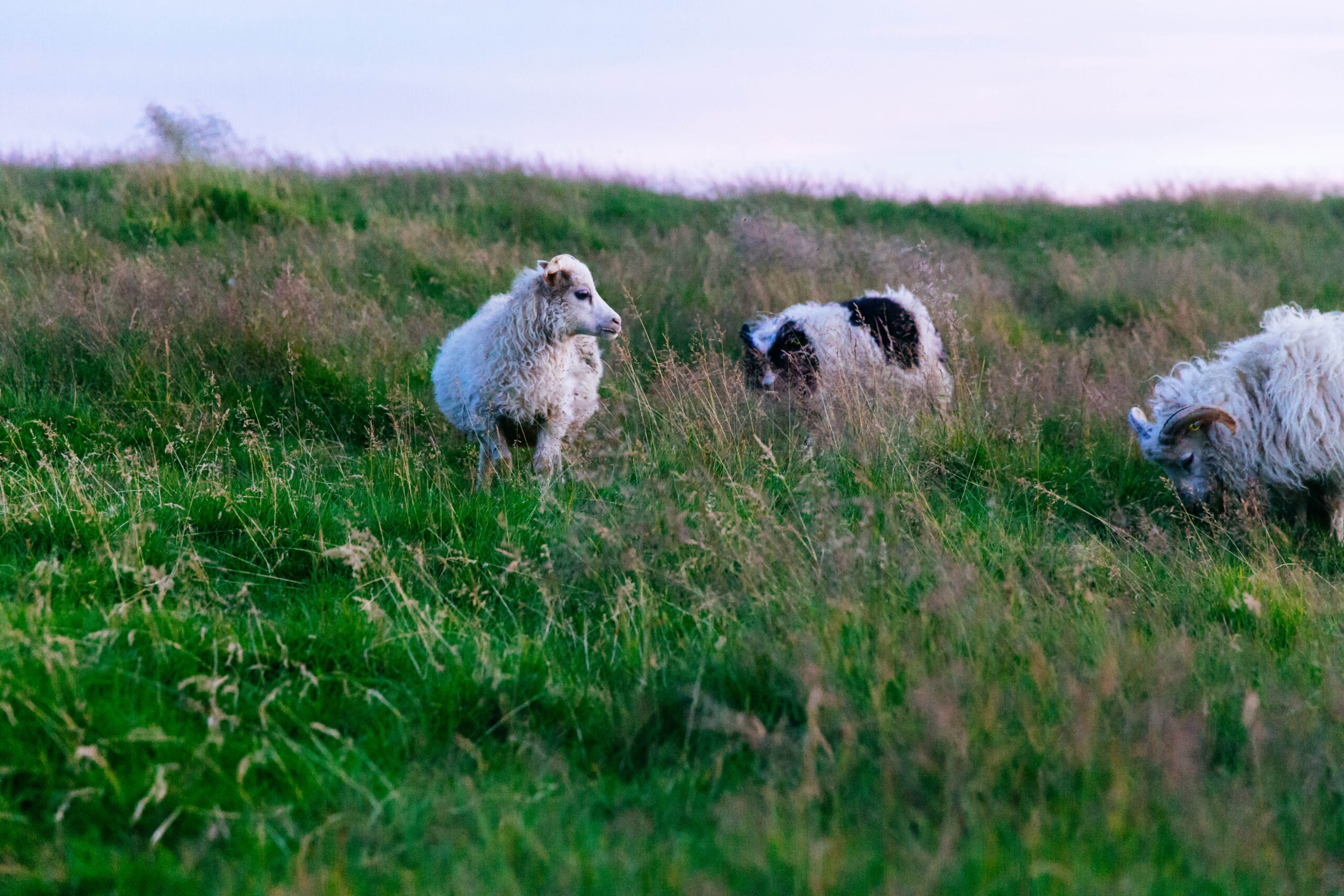 Il Management e lo sheepdog: la sola tecnica non basta